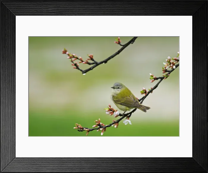 Framed Print : Canada, Manitoba, Winnipeg. Tennessee warbler in Nanking cherry shrub. Credit as