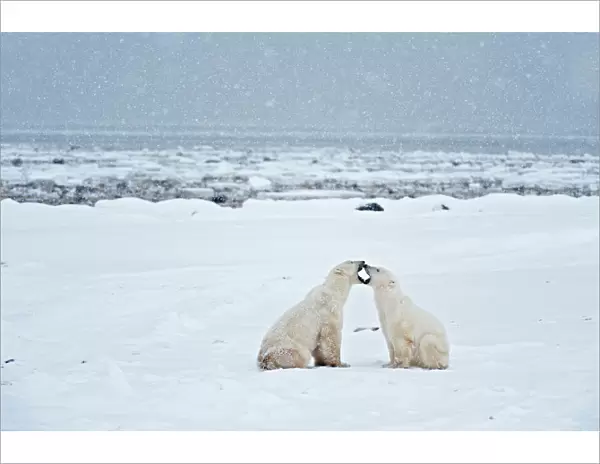 Canada, Manitoba, Churchill. Polar bears on frozen tundra