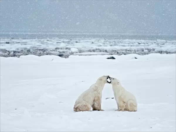 Canada, Manitoba, Churchill. Polar bears on frozen tundra