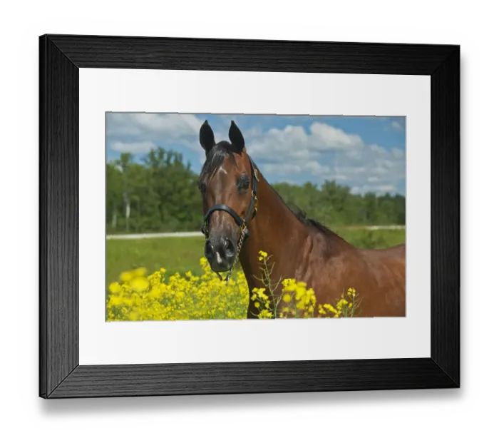 Framed Print : Canada, Manitoba, Grosse Isle. Arabian horse in canola field Framed Print : Canada, Manitoba, Grosse Isle. Arabian horse in canola field