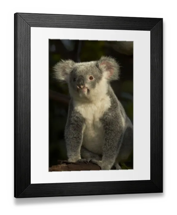 Framed Print : Koala, Australia (Phascolarctos cinereus) Framed Print : Koala, Australia (Phascolarctos cinereus)
