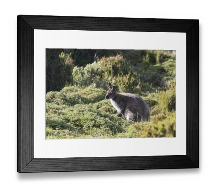 Framed Print : Australia, Tasmania, Cradle Mountain-Lake St Clair National Park
