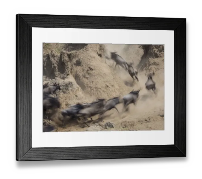 Framed Print : Africa, Kenya. Wildebeests running up hill. Credit as: Bill Young / Jaynes Gallery / DanitaDelimont Framed Print : Africa, Kenya. Wildebeests running up hill. Credit as: Bill Young / Jaynes Gallery / DanitaDelimont