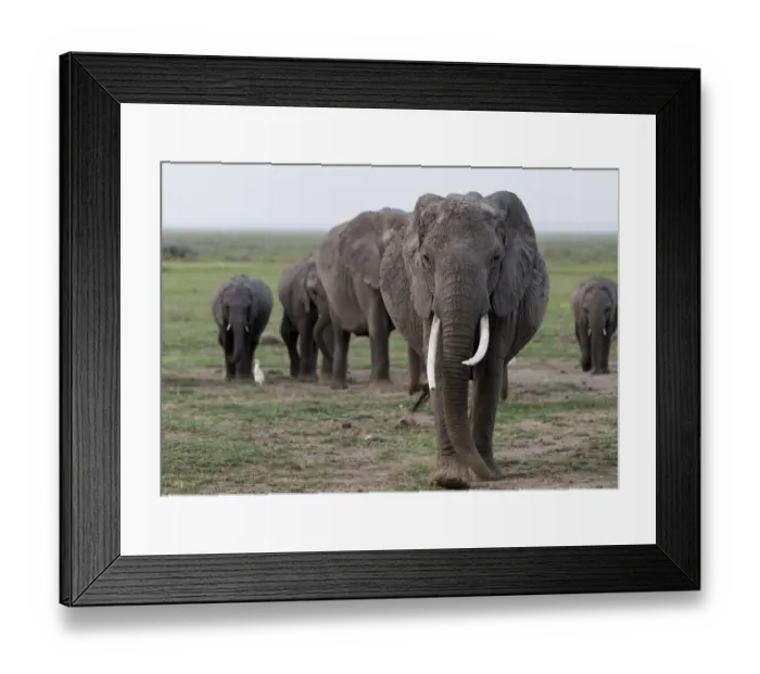 Framed Print : Africa, Kenya, Amboseli National Park. Elephants on the march Framed Print : Africa, Kenya, Amboseli National Park. Elephants on the march