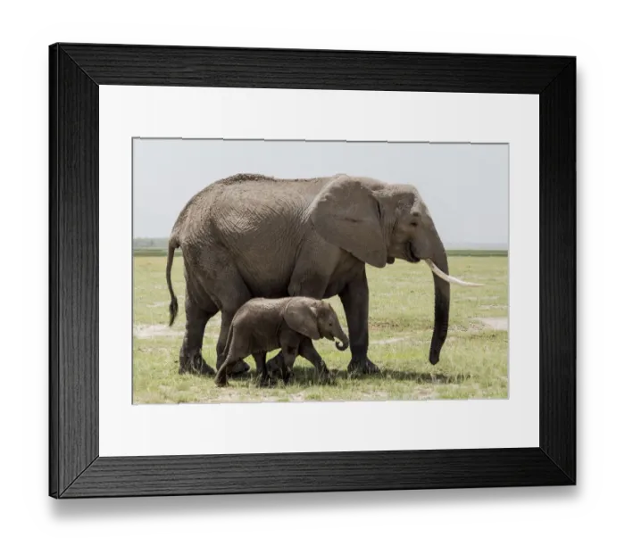 Framed Print : Africa, Kenya, Amboseli National Park. Mother elephant and baby walking. Credit as Framed Print : Africa, Kenya, Amboseli National Park. Mother elephant and baby walking. Credit as