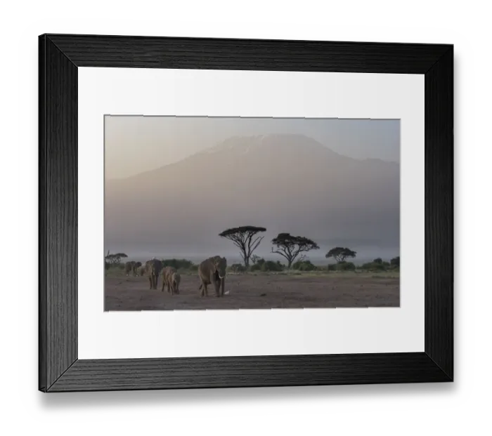 Framed Print : Africa, Kenya, Amboseli National Park. Elephants and umbrella thorn acacia trees Framed Print : Africa, Kenya, Amboseli National Park. Elephants and umbrella thorn acacia trees