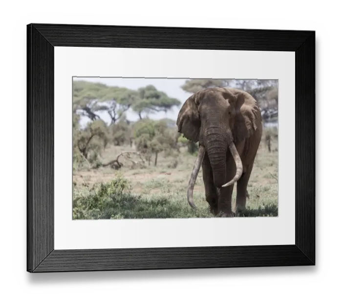 Framed Print : Africa, Kenya, Amboseli National Park. Elephant walking
