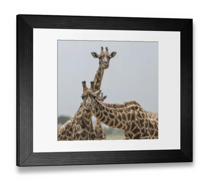 Framed Print : Africa, Kenya, Amboseli National Park. Close-up of giraffes Framed Print : Africa, Kenya, Amboseli National Park. Close-up of giraffes