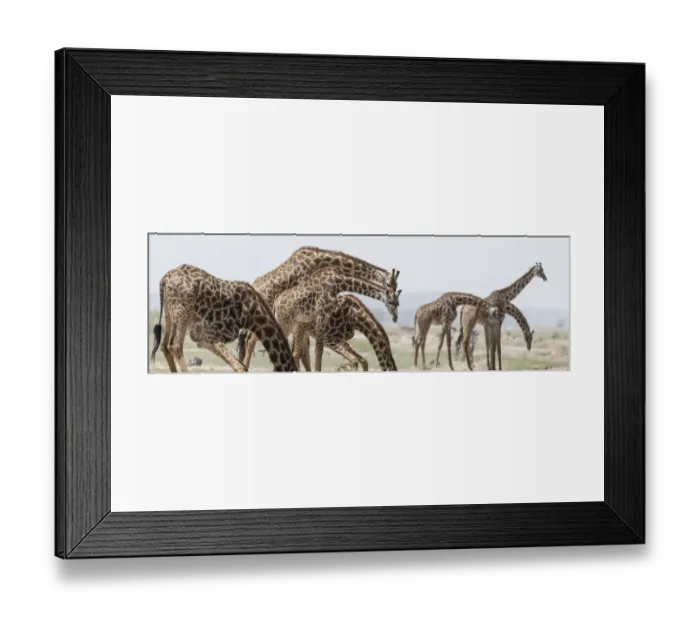 Framed Print : Africa, Kenya, Amboseli National Park. Close-up of giraffes drinking