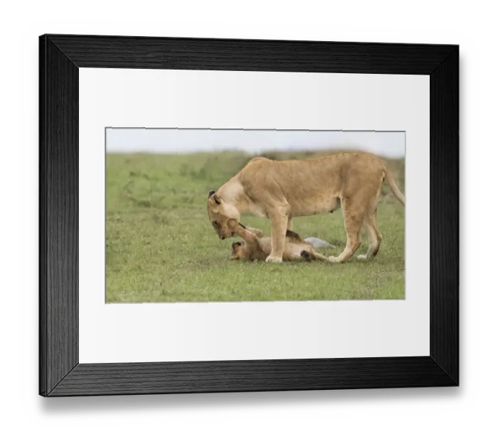 Framed Print : Africa, Kenya, Msai Mara National Reserve. Lioness playing with cub. Credit as Framed Print : Africa, Kenya, Msai Mara National Reserve. Lioness playing with cub. Credit as