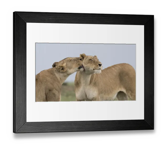 Framed Print : Africa, Kenya, Msai Mara National Reserve Framed Print : Africa, Kenya, Msai Mara National Reserve