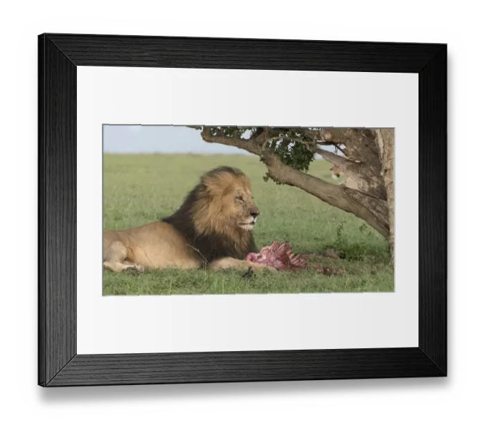 Framed Print : Africa, Kenya, Msai Mara National Reserve Framed Print : Africa, Kenya, Msai Mara National Reserve