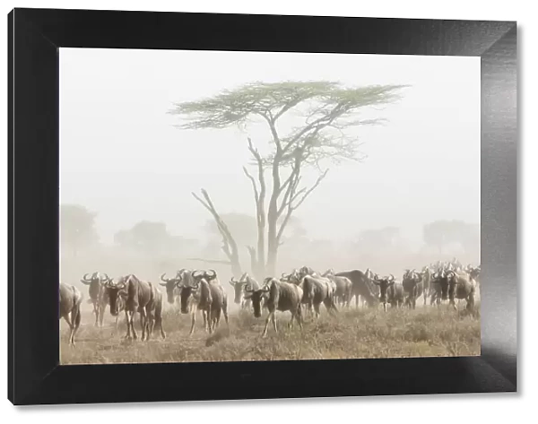 Africa, Kenya. Wildebeest herd moving in fog