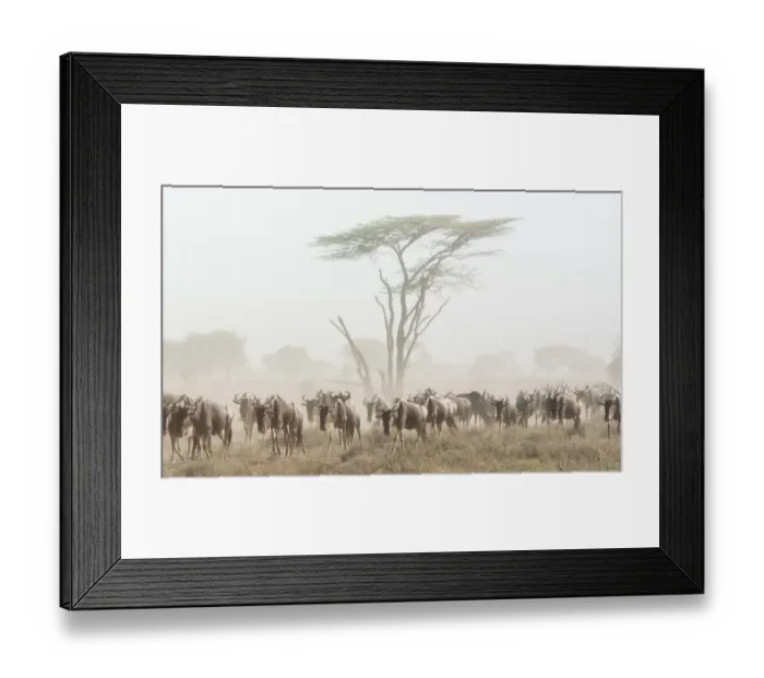 Framed Print : Africa, Kenya. Wildebeest herd moving in fog Framed Print : Africa, Kenya. Wildebeest herd moving in fog
