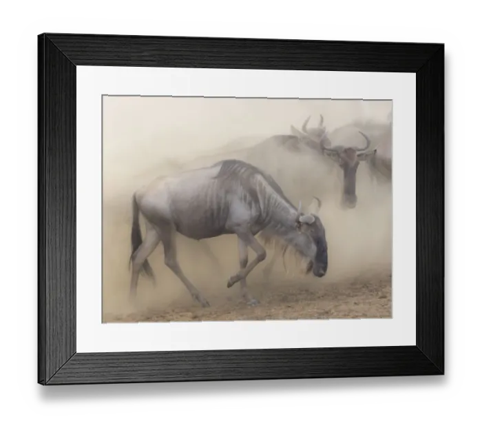 Framed Print : Africa, Kenya, Msai Mara National Reserve. Dusty wildebeest migration. Credit as Framed Print : Africa, Kenya, Msai Mara National Reserve. Dusty wildebeest migration. Credit as