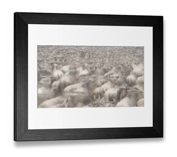 Framed Print : Africa, Kenya. Dusty wildebeest herd. Credit as: Bill Young / Jaynes Gallery / DanitaDelimont Framed Print : Africa, Kenya. Dusty wildebeest herd. Credit as: Bill Young / Jaynes Gallery / DanitaDelimont