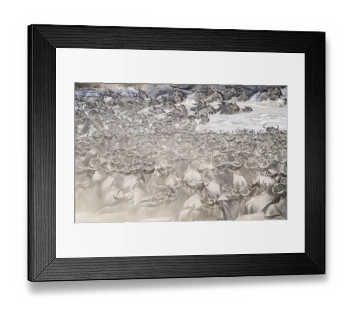 Framed Print : Africa, Kenya. Dusty wildebeest herd crossing river Framed Print : Africa, Kenya. Dusty wildebeest herd crossing river
