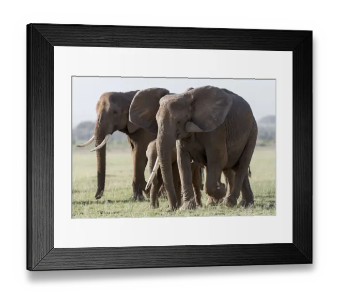 Framed Print : Africa, Kenya, Amboseli National Park. Close-up of elephants walking Framed Print : Africa, Kenya, Amboseli National Park. Close-up of elephants walking
