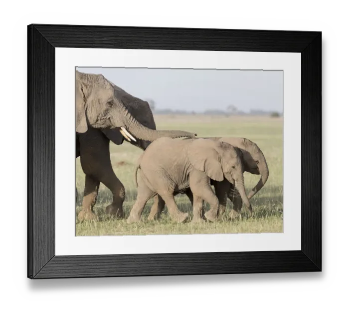Framed Print : Africa, Kenya, Amboseli National Park. Close-up of elephants walking