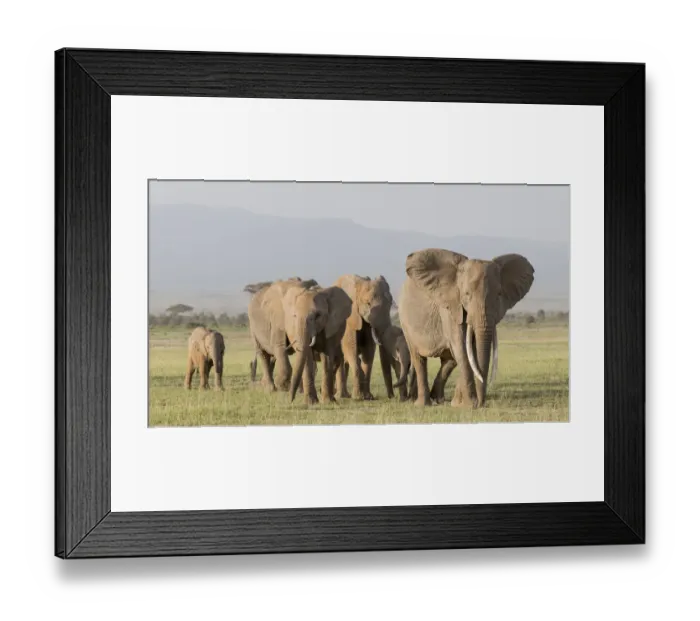 Framed Print : Africa, Kenya, Amboseli National Park. Elephants on the march Framed Print : Africa, Kenya, Amboseli National Park. Elephants on the march
