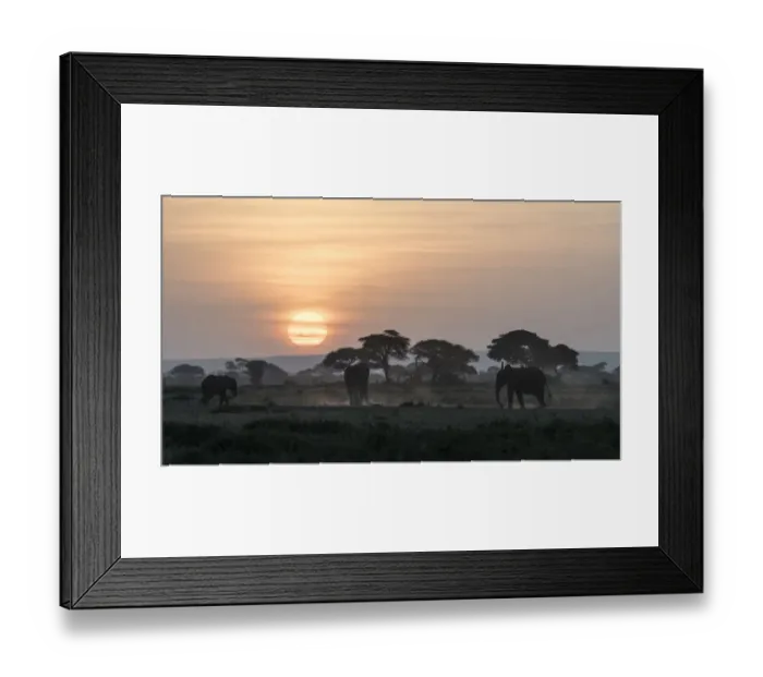 Framed Print : Africa, Kenya, Amboseli National Park. Elephants and umbrella thorn acacia trees Framed Print : Africa, Kenya, Amboseli National Park. Elephants and umbrella thorn acacia trees