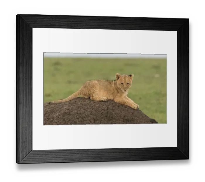 Framed Print : Africa, Kenya, Msai Mara National Reserve. Lion cub on termite mound. Credit as