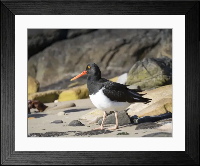 Framed Print : Magellanic Oystercatcher (Haematopus leucopodus), Falkland Islands, Carcass Island