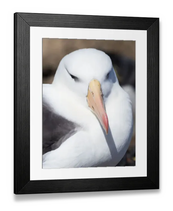 Framed Print : Black-browed albatross or black-browed mollymawk (Thalassarche melanophris) Framed Print : Black-browed albatross or black-browed mollymawk (Thalassarche melanophris)