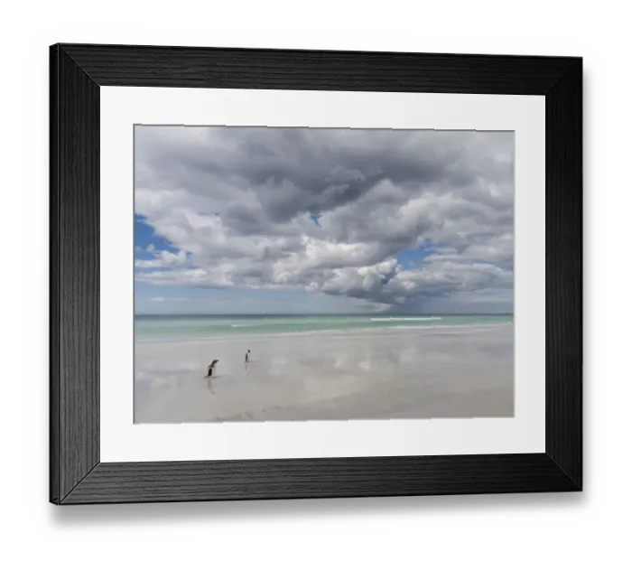 Framed Print : Gentoo Penguin (Pygoscelis Papua) on the sandy beach of Volunteer Point. South America Framed Print : Gentoo Penguin (Pygoscelis Papua) on the sandy beach of Volunteer Point. South America
