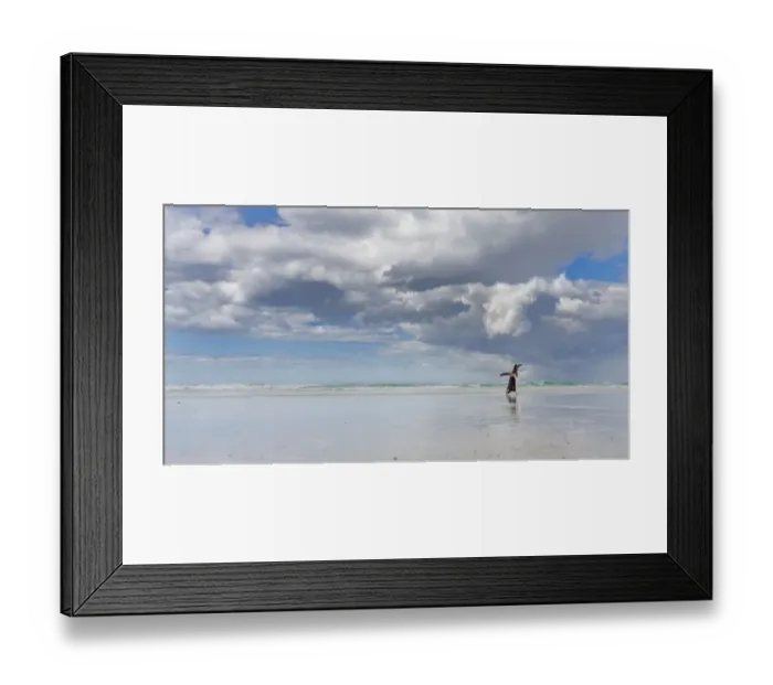 Framed Print : Gentoo Penguin (Pygoscelis Papua) on the sandy beach of Volunteer Point. South America Framed Print : Gentoo Penguin (Pygoscelis Papua) on the sandy beach of Volunteer Point. South America