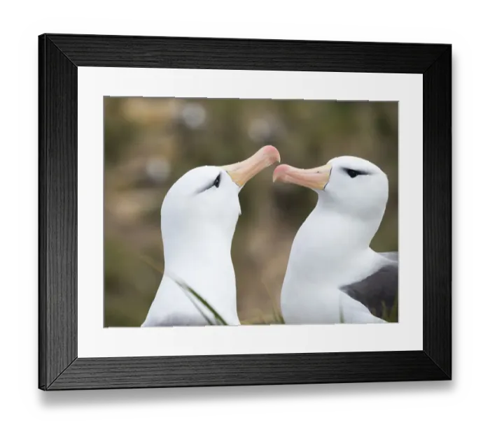 Framed Print : Black-browed albatross or black-browed mollymawk (Thalassarche melanophris), typical courtship Framed Print : Black-browed albatross or black-browed mollymawk (Thalassarche melanophris), typical courtship