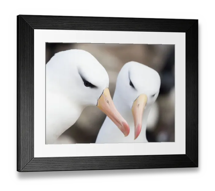 Framed Print : Black-browed albatross or black-browed mollymawk (Thalassarche melanophris), typical courtship Framed Print : Black-browed albatross or black-browed mollymawk (Thalassarche melanophris), typical courtship