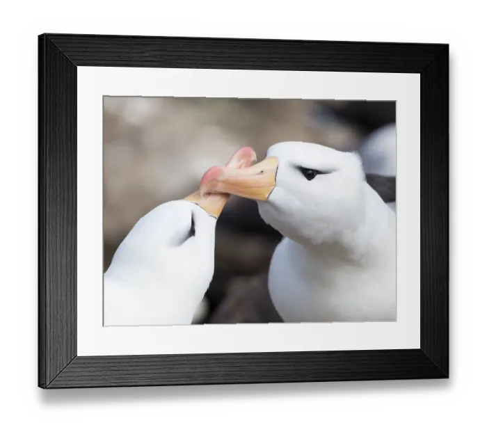 Framed Print : Black-browed albatross or black-browed mollymawk (Thalassarche melanophris), typical courtship Framed Print : Black-browed albatross or black-browed mollymawk (Thalassarche melanophris), typical courtship