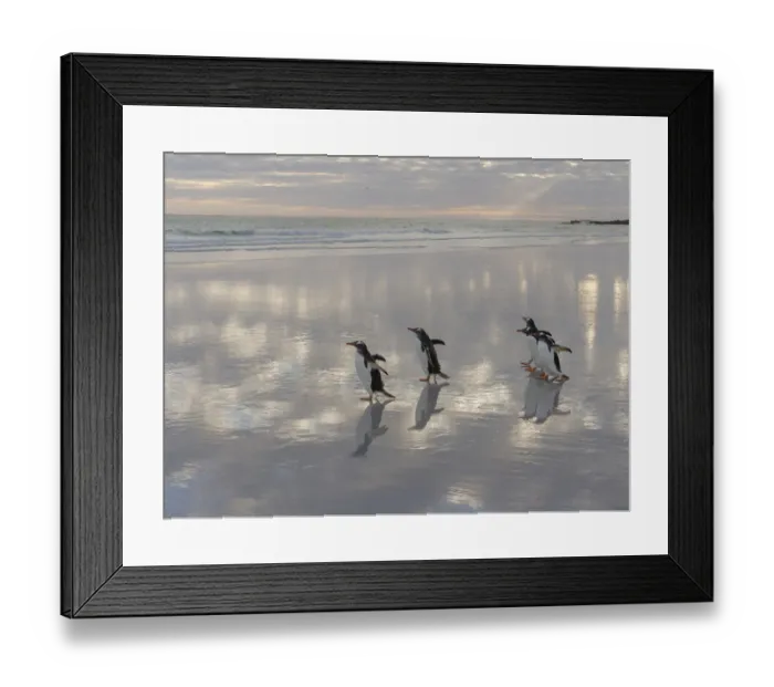 Framed Print : Gentoo Penguin (Pygoscelis Papua) on the sandy beach of Volunteer Point. South America