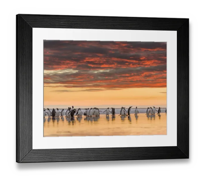 Framed Print : Gentoo Penguin (Pygoscelis Papua) on the sandy beach of Volunteer Point. South America Framed Print : Gentoo Penguin (Pygoscelis Papua) on the sandy beach of Volunteer Point. South America