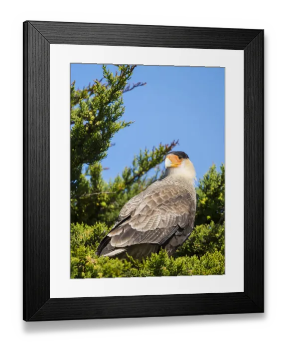 Framed Print : Southern crested caracara (Caracara plancus), Carcass Island Framed Print : Southern crested caracara (Caracara plancus), Carcass Island