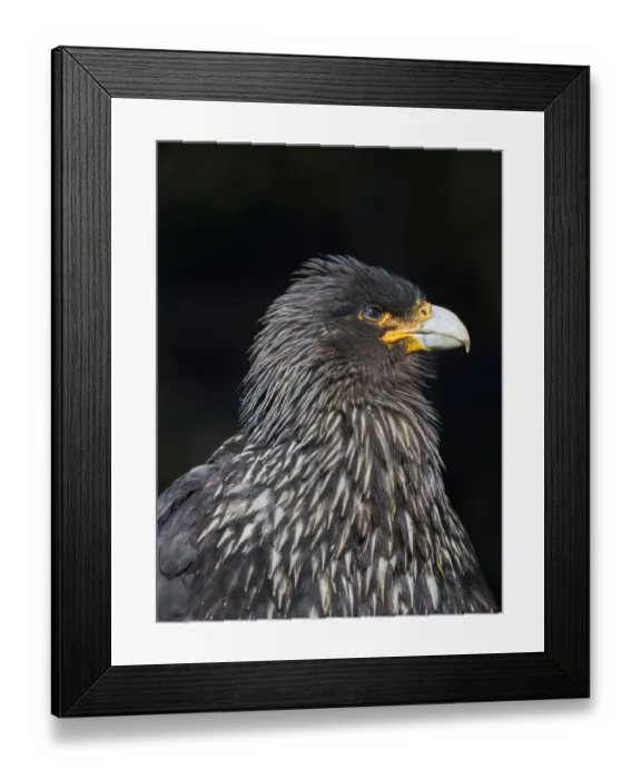 Framed Print : Falkland Caracara or Johnny Rook (Phalcoboenus australis), protected and highly intelligent Framed Print : Falkland Caracara or Johnny Rook (Phalcoboenus australis), protected and highly intelligent