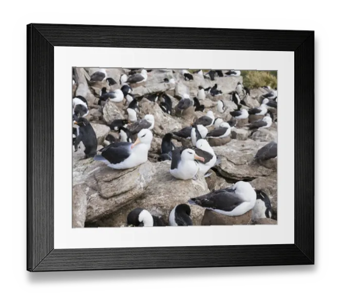 Framed Print : Black-browed albatross or black-browed mollymawk (Thalassarche melanophris) Framed Print : Black-browed albatross or black-browed mollymawk (Thalassarche melanophris)