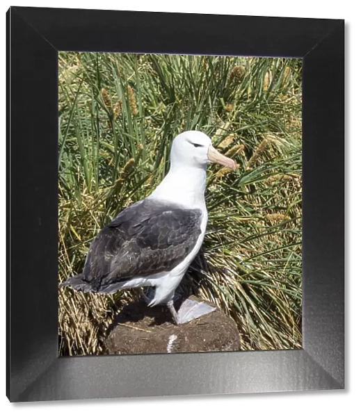 Black-browed albatross or black-browed mollymawk (Thalassarche melanophris)