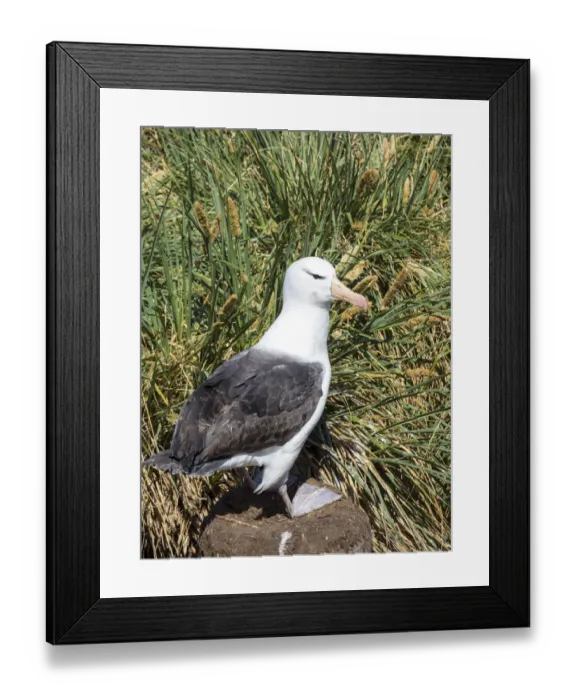 Framed Print : Black-browed albatross or black-browed mollymawk (Thalassarche melanophris) Framed Print : Black-browed albatross or black-browed mollymawk (Thalassarche melanophris)