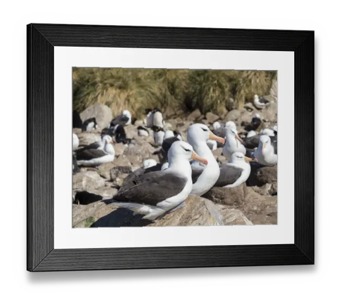 Framed Print : Black-browed albatross or black-browed mollymawk (Thalassarche melanophris) Framed Print : Black-browed albatross or black-browed mollymawk (Thalassarche melanophris)