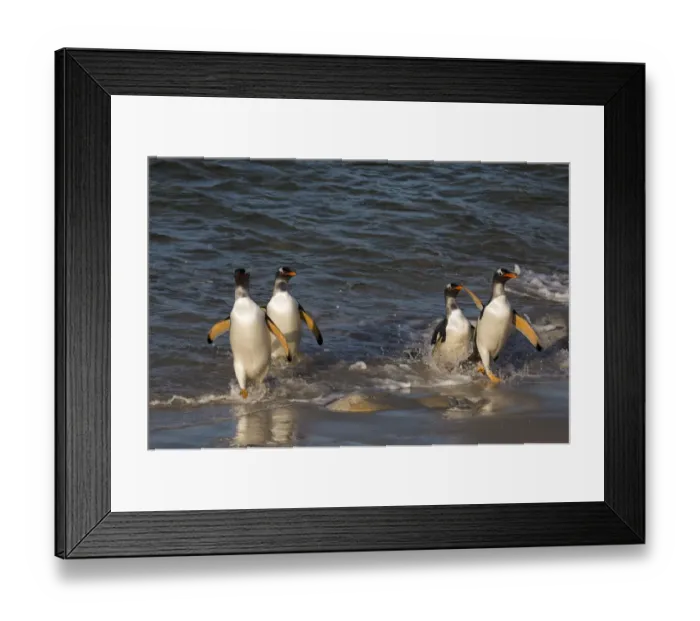 Framed Print : Gentoo penguins, Pygoscelis papua, coming ashore Framed Print : Gentoo penguins, Pygoscelis papua, coming ashore