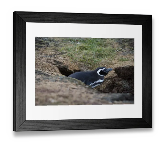 Framed Print : Magellanic penguin, Spheniscus magellanicus, at the entrance of its burrow Framed Print : Magellanic penguin, Spheniscus magellanicus, at the entrance of its burrow