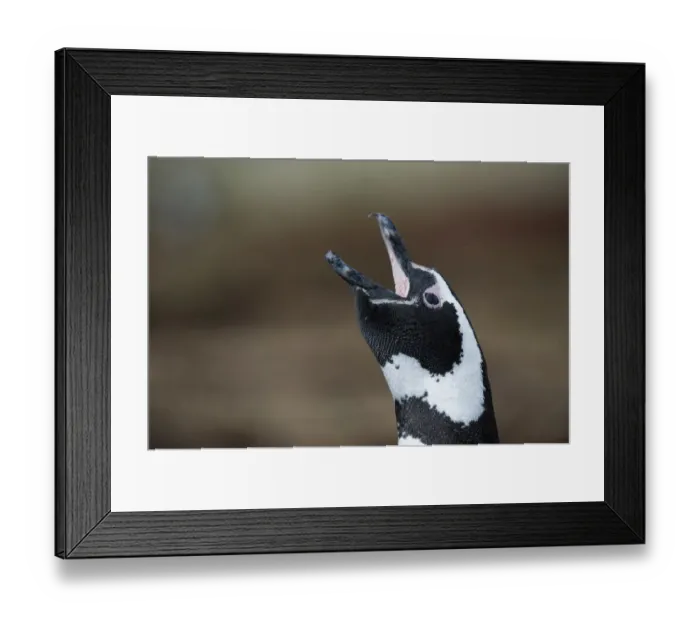 Framed Print : Portrait of a Magellanic penguin, Spheniscus magellanicus Framed Print : Portrait of a Magellanic penguin, Spheniscus magellanicus