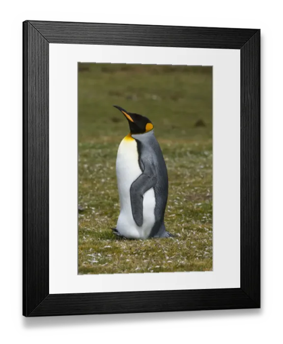 Framed Print : Portrait of a King penguin, Aptenodytes patagonica Framed Print : Portrait of a King penguin, Aptenodytes patagonica