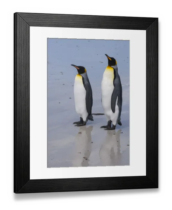 Framed Print : Portrait of two King penguins, Aptenodytes patagonica, on a white sandy beach Framed Print : Portrait of two King penguins, Aptenodytes patagonica, on a white sandy beach