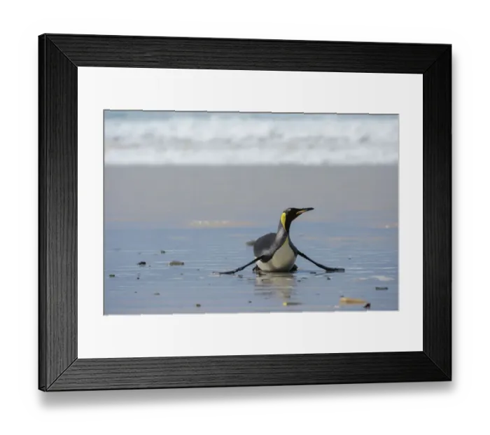 Framed Print : King penguin, Aptenodytes patagonica, coming ashore Framed Print : King penguin, Aptenodytes patagonica, coming ashore