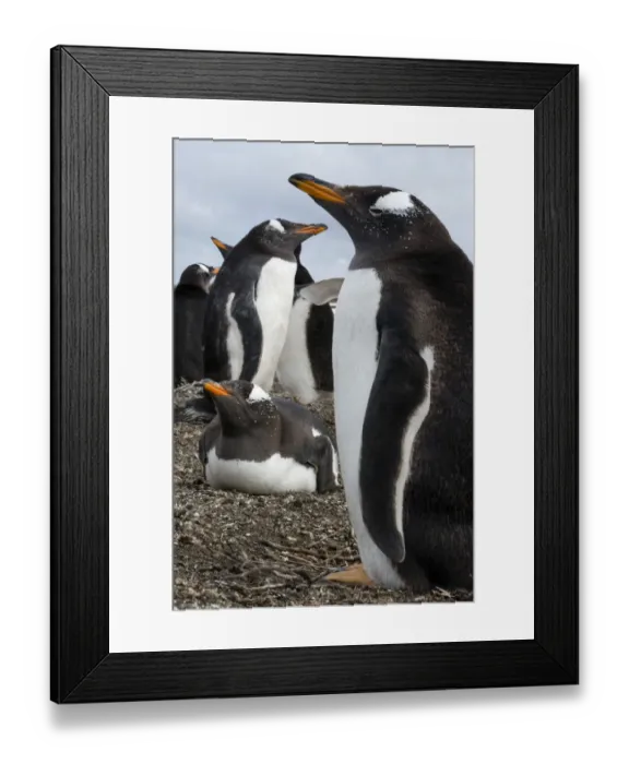 Framed Print : Gentoo penguin colony, Pygoscelis papua