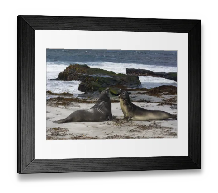 Framed Print : Southern elephant seals, Mirounga leonina, fighting Framed Print : Southern elephant seals, Mirounga leonina, fighting