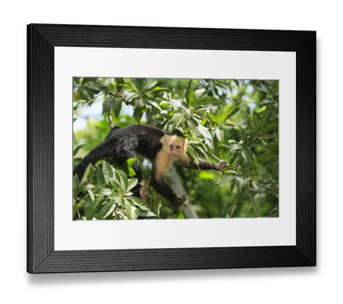 Framed Print : White-faced Capuchin Monkey (Cebus capucinus). Native to Central America. Roatan Framed Print : White-faced Capuchin Monkey (Cebus capucinus). Native to Central America. Roatan